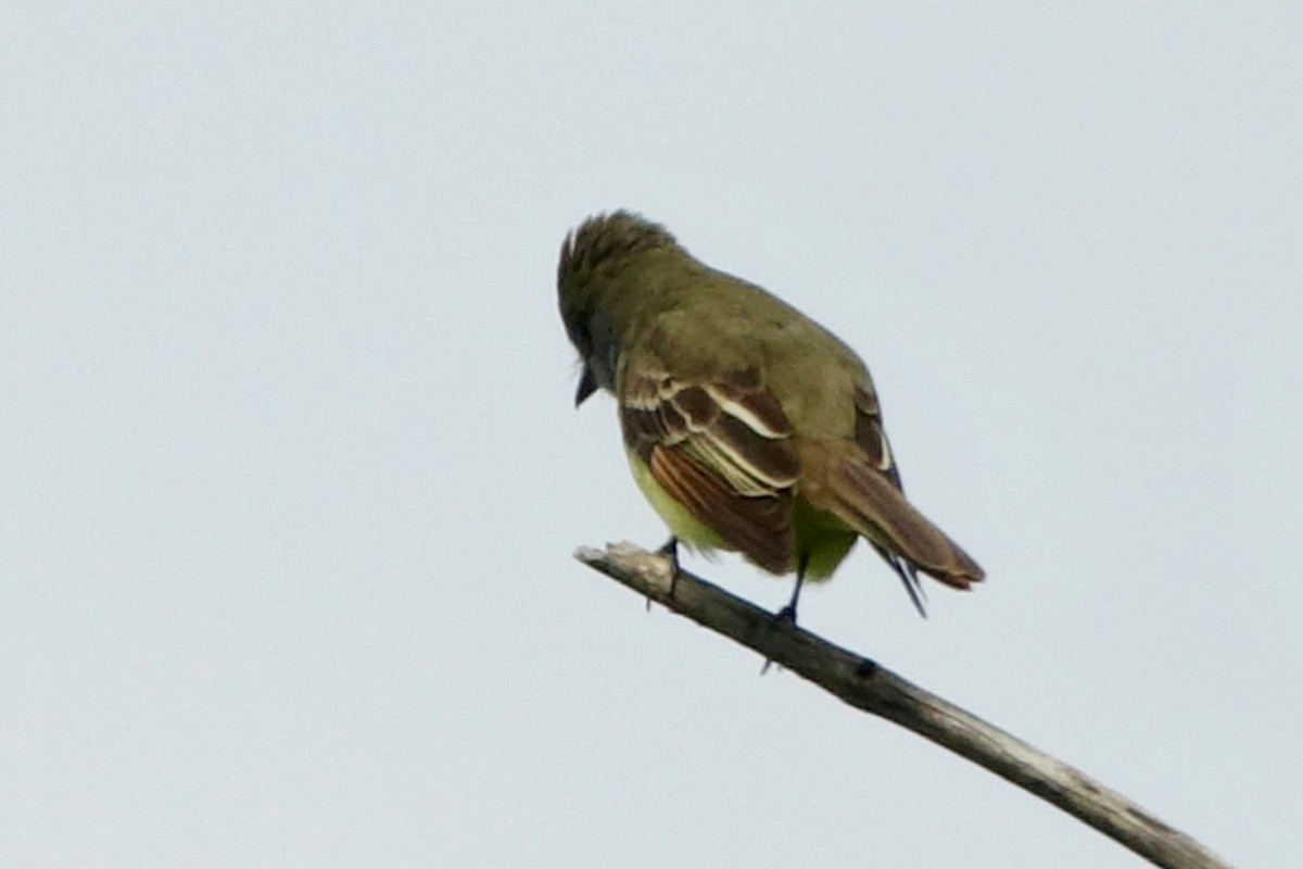 Great Crested Flycatcher - ML239313391
