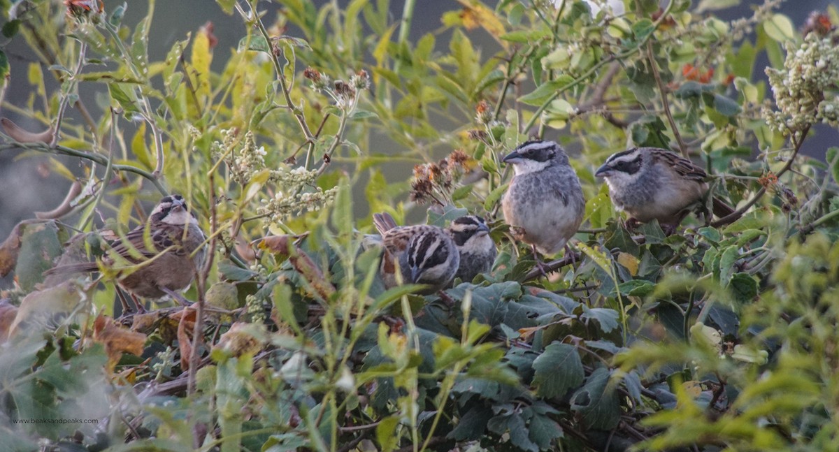 Stripe-headed Sparrow - William Orellana (Beaks and Peaks)