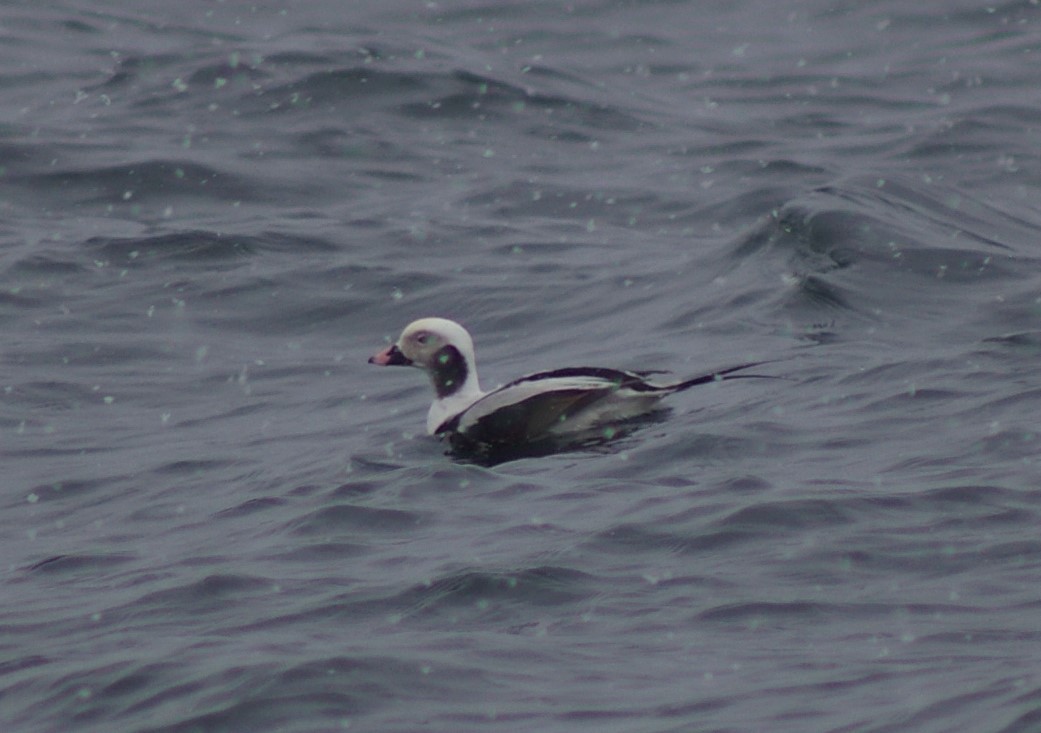 Long-tailed Duck - ML239321561