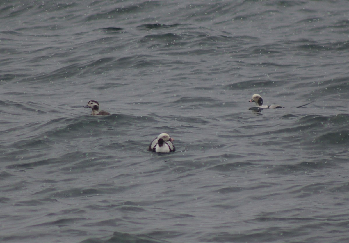 Long-tailed Duck - ML239321581
