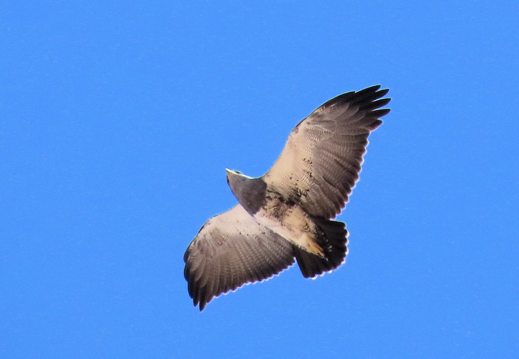 Black-chested Buzzard-Eagle - Kassius Santos