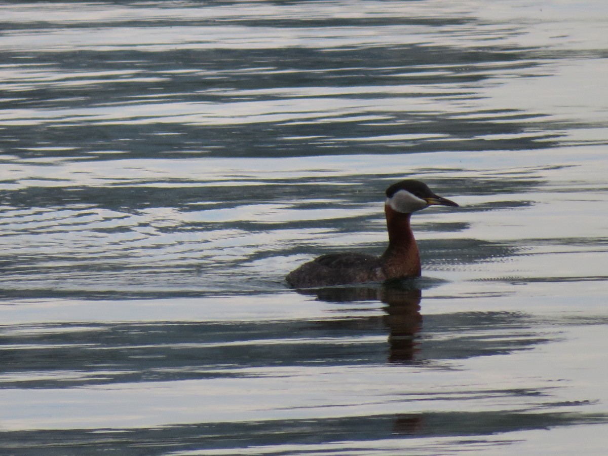 Red-necked Grebe - ML239323421