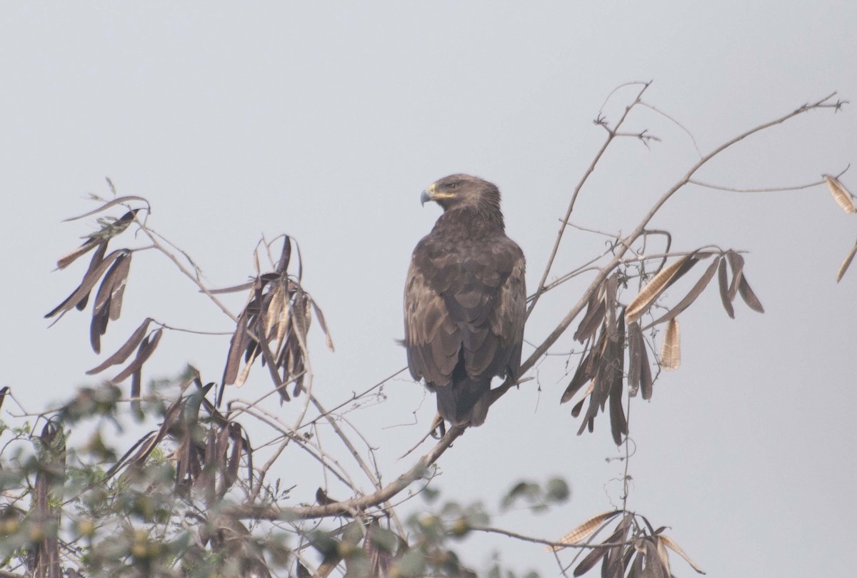 Greater Spotted Eagle - Abhishek Gulshan