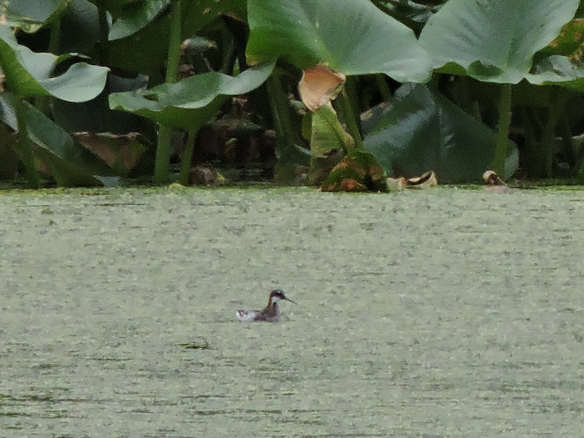 eBird Checklist 28 May 2020 Lower Killbuck Creek Wildlife Area 21