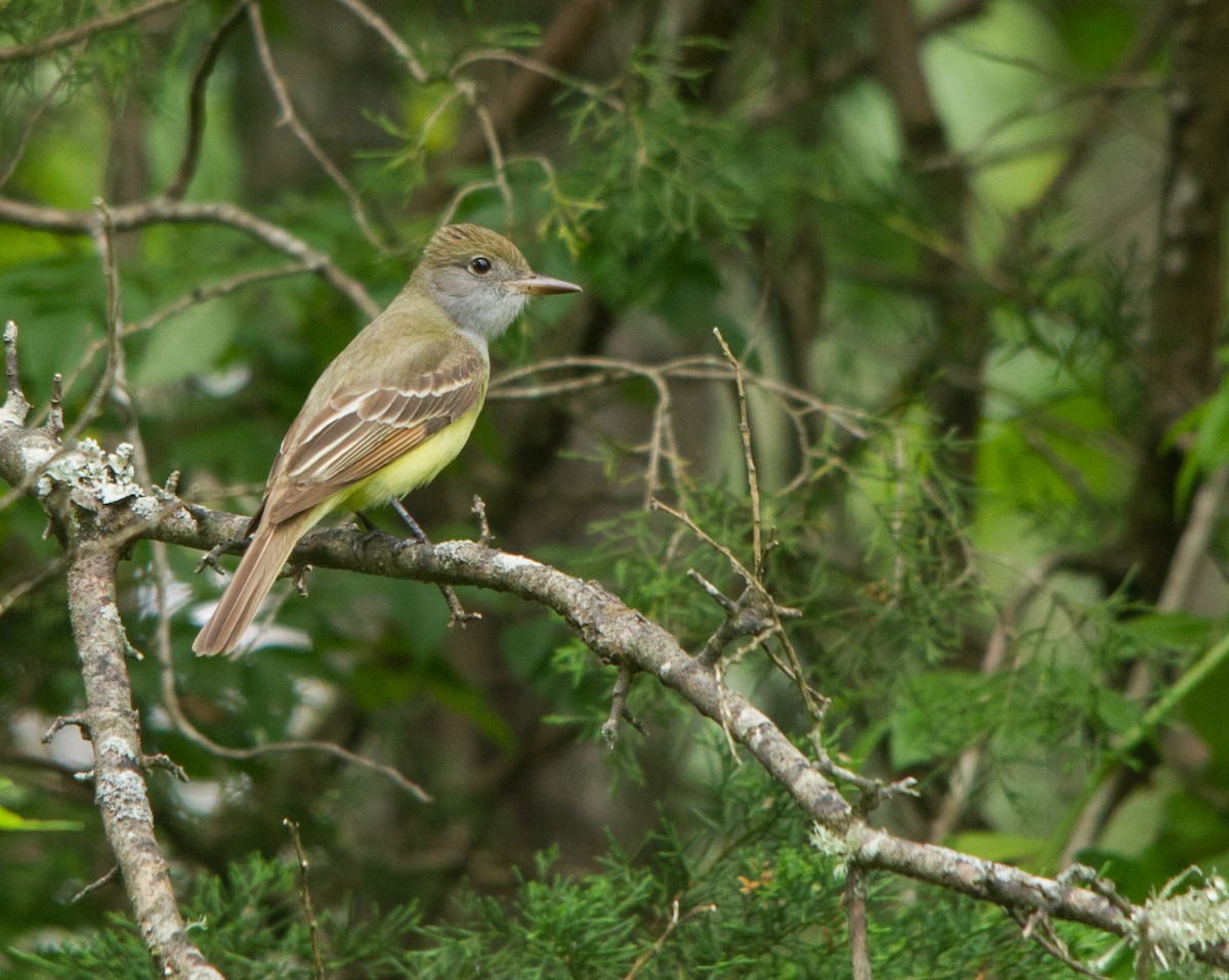 Great Crested Flycatcher - Andrew Thornton