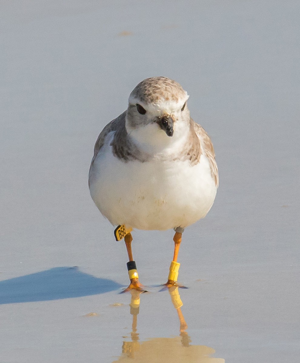 Piping Plover - Andrew Haffenden