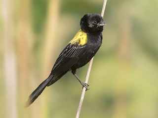 นกเพศผู้ชุดขนฤดูผสมพันธุ์ (Yellow-mantled) - Bradley Hacker 🦜 - ML239334911