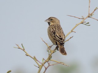 Nonbreeding male - Jose Estrada - ML239334921