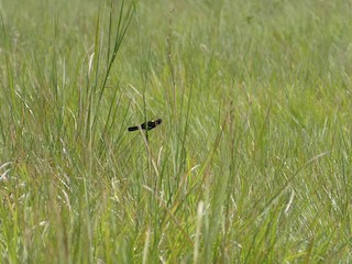นกเพศผู้ชุดขนฤดูผสมพันธุ์ (Yellow-shouldered) - Randall Siebert - ML239334931