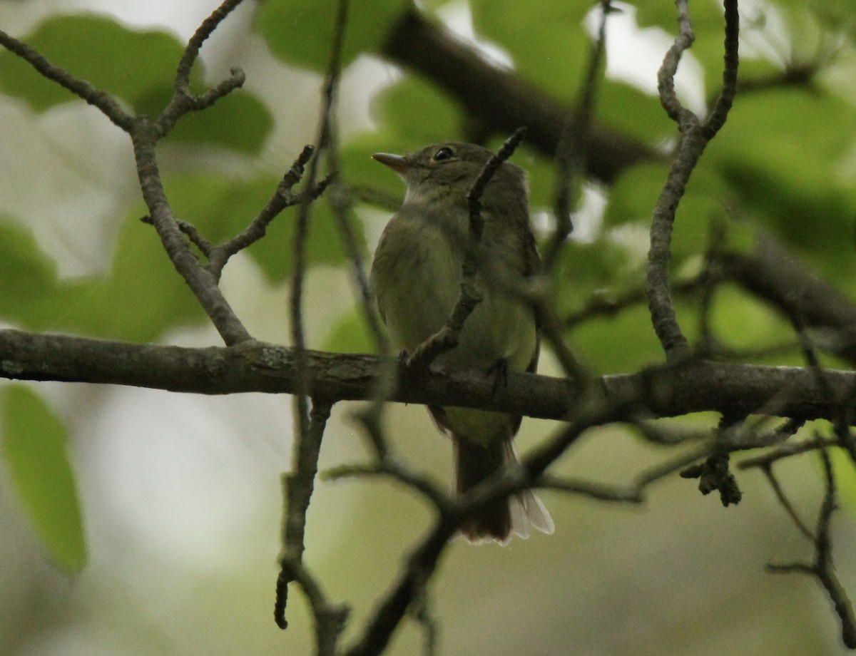Acadian Flycatcher - Rosemary Reilly