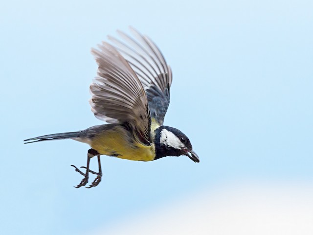 Carrying food. - Great Tit - 