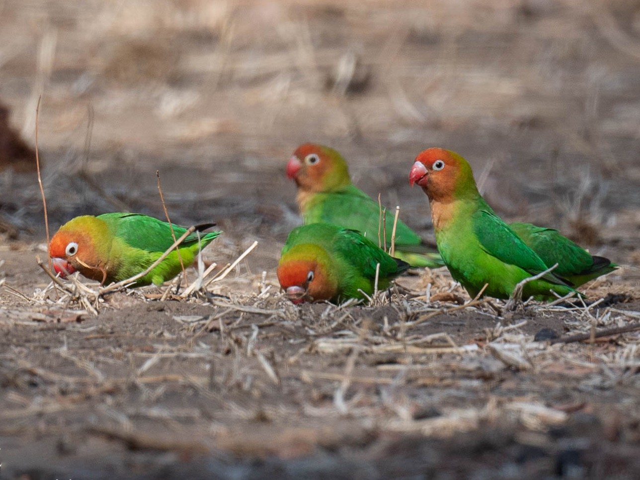 Lilian's Lovebird - Bruce Evans