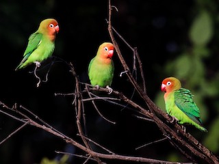 Lilian's Lovebird - eBird