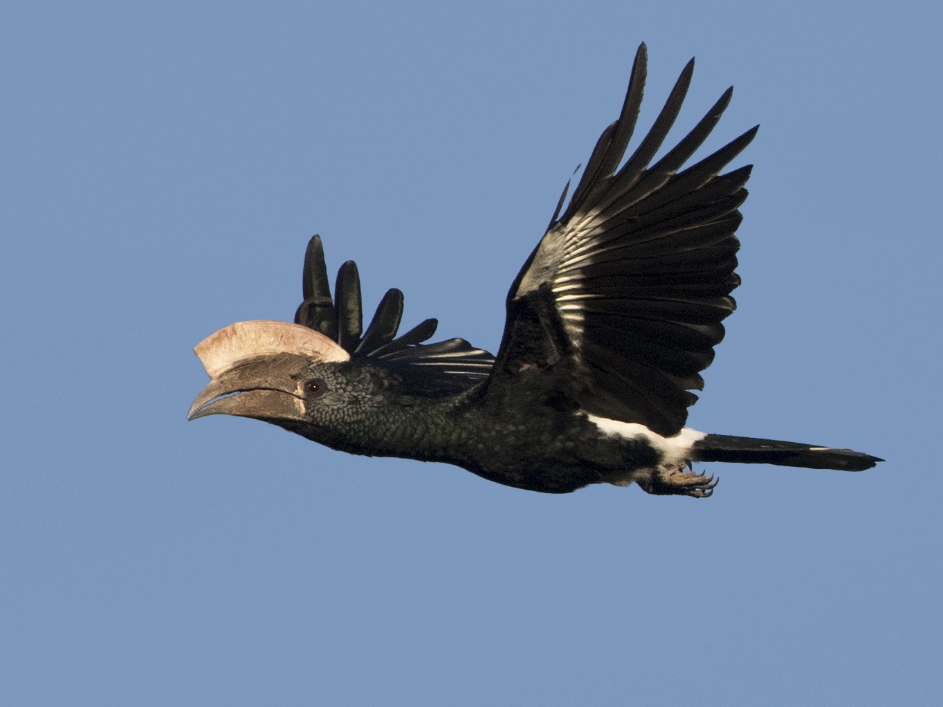 Silvery-cheeked Hornbill - Zak Pohlen