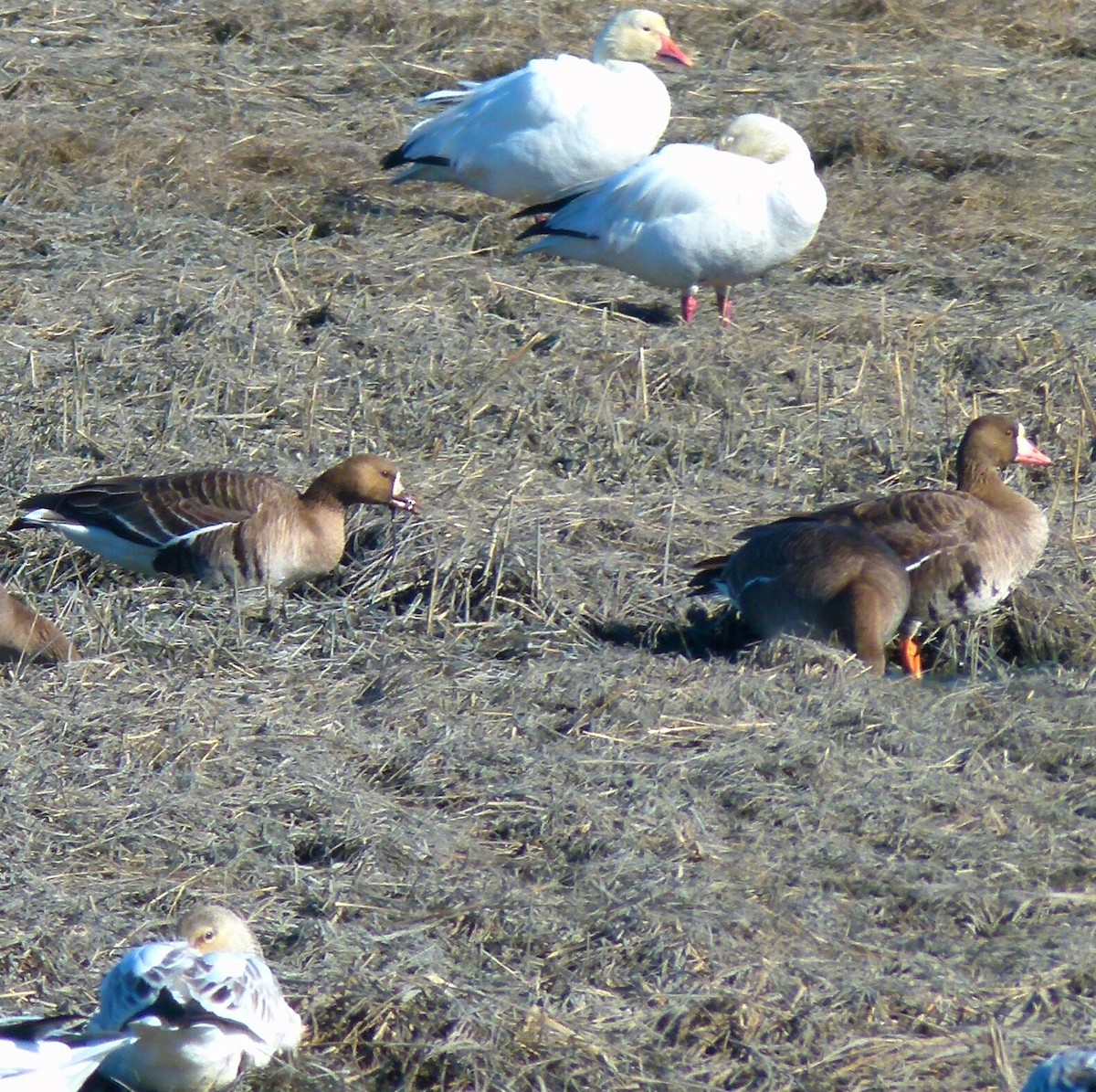 Greater White-fronted Goose - Roger Horn
