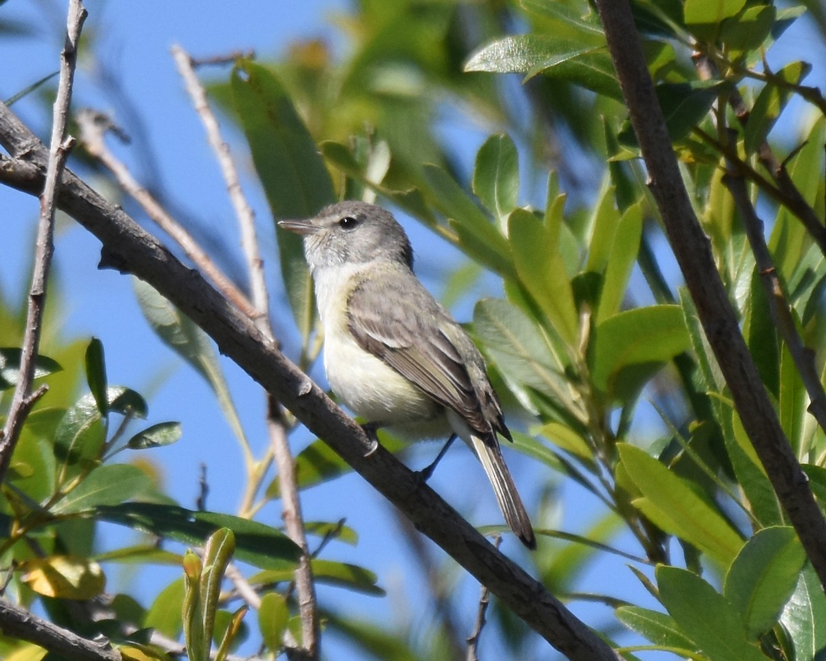 Bell's Vireo - Kevin Lapp