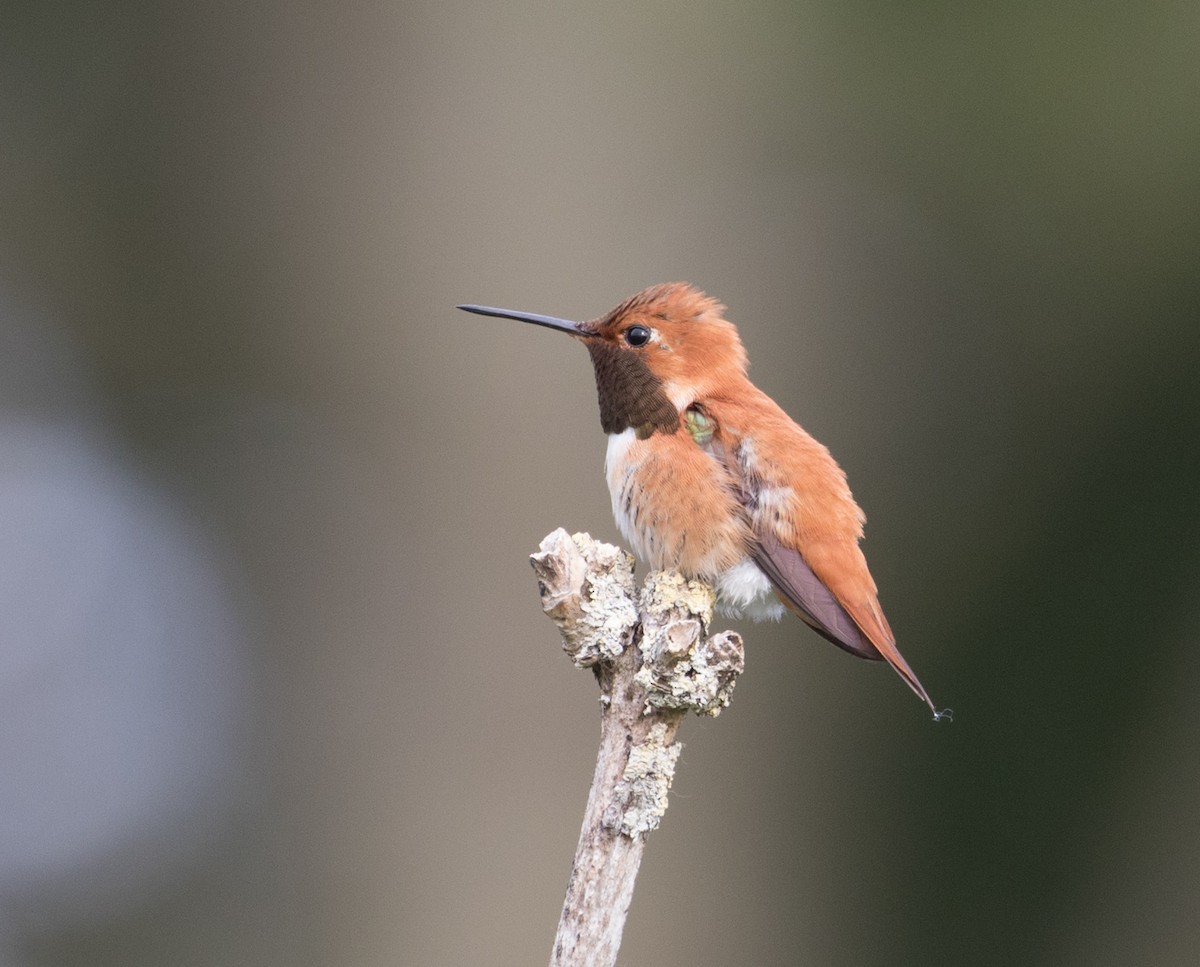 Rufous Hummingbird - Ian Burgess