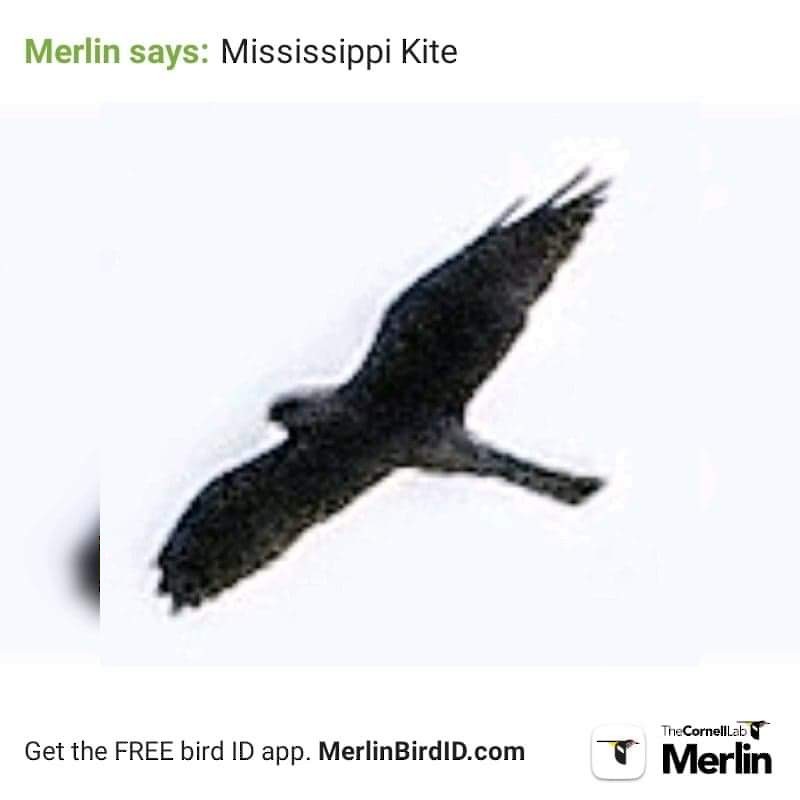 Mississippi Kite - Melody Walsh