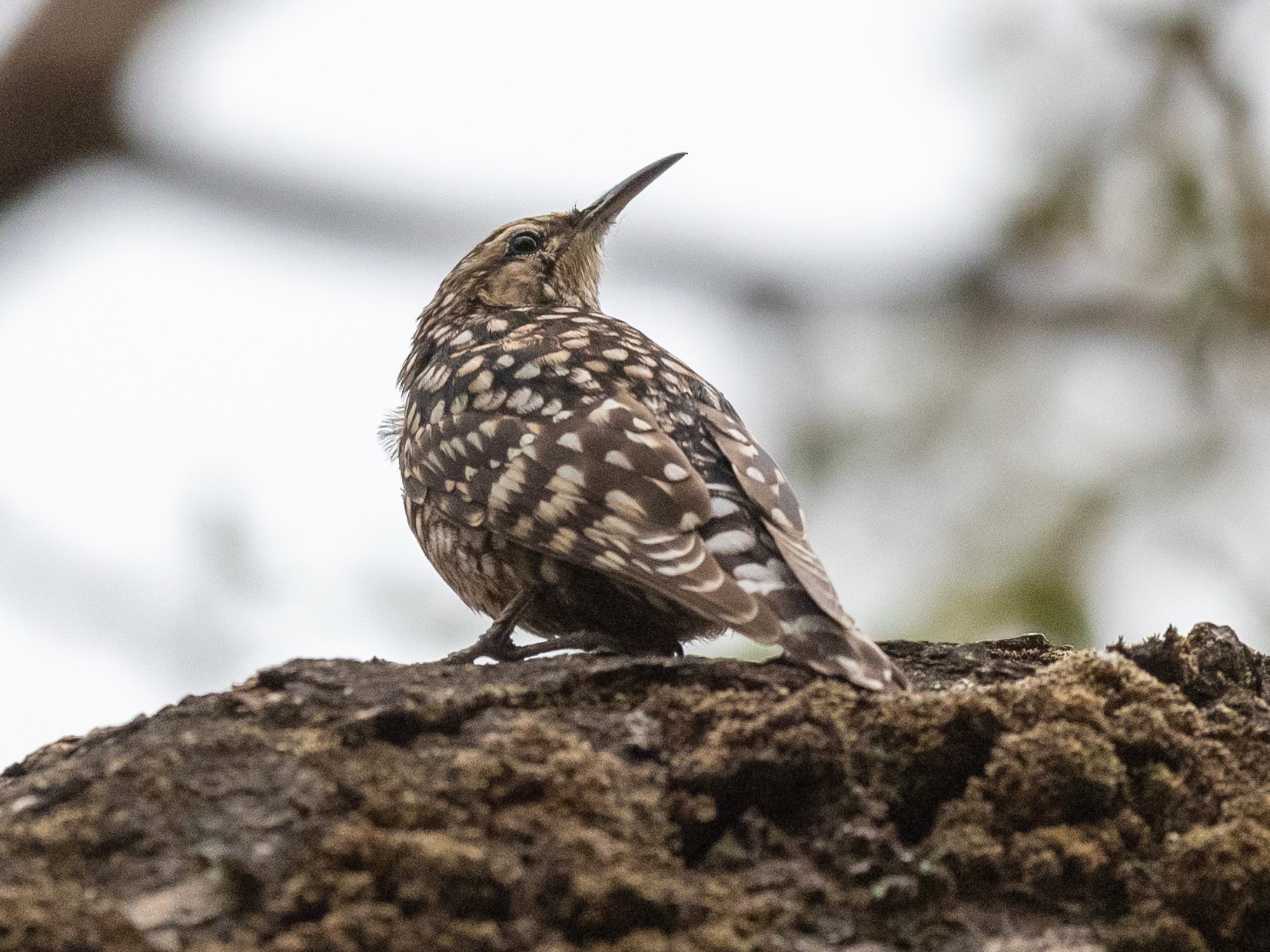 African Spotted Creeper - Jean-Louis  Carlo
