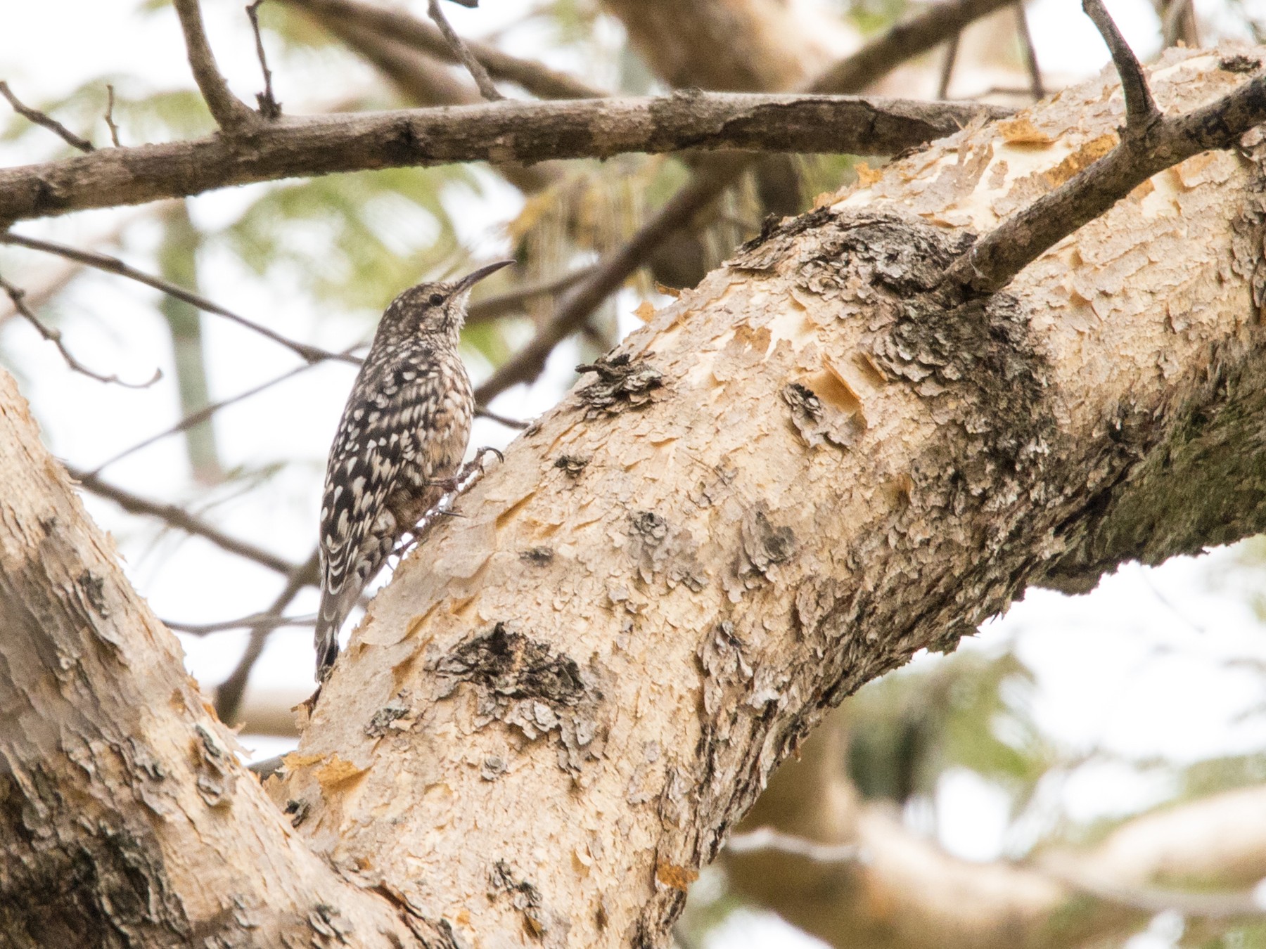 African Spotted Creeper eBird