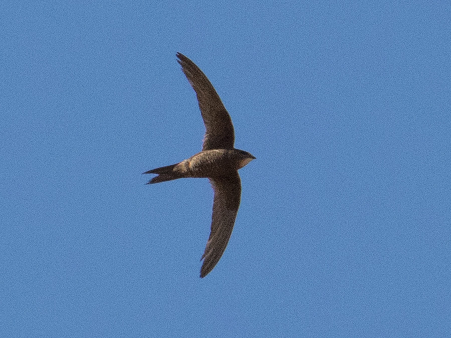 Mottled Swift - Peter  Steward