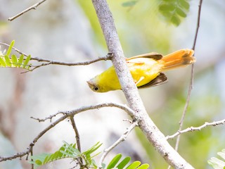  - Livingstone's Flycatcher