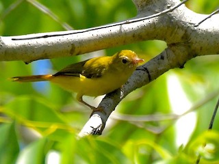  - Livingstone's Flycatcher