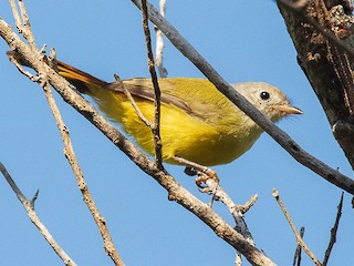 - Livingstone's Flycatcher