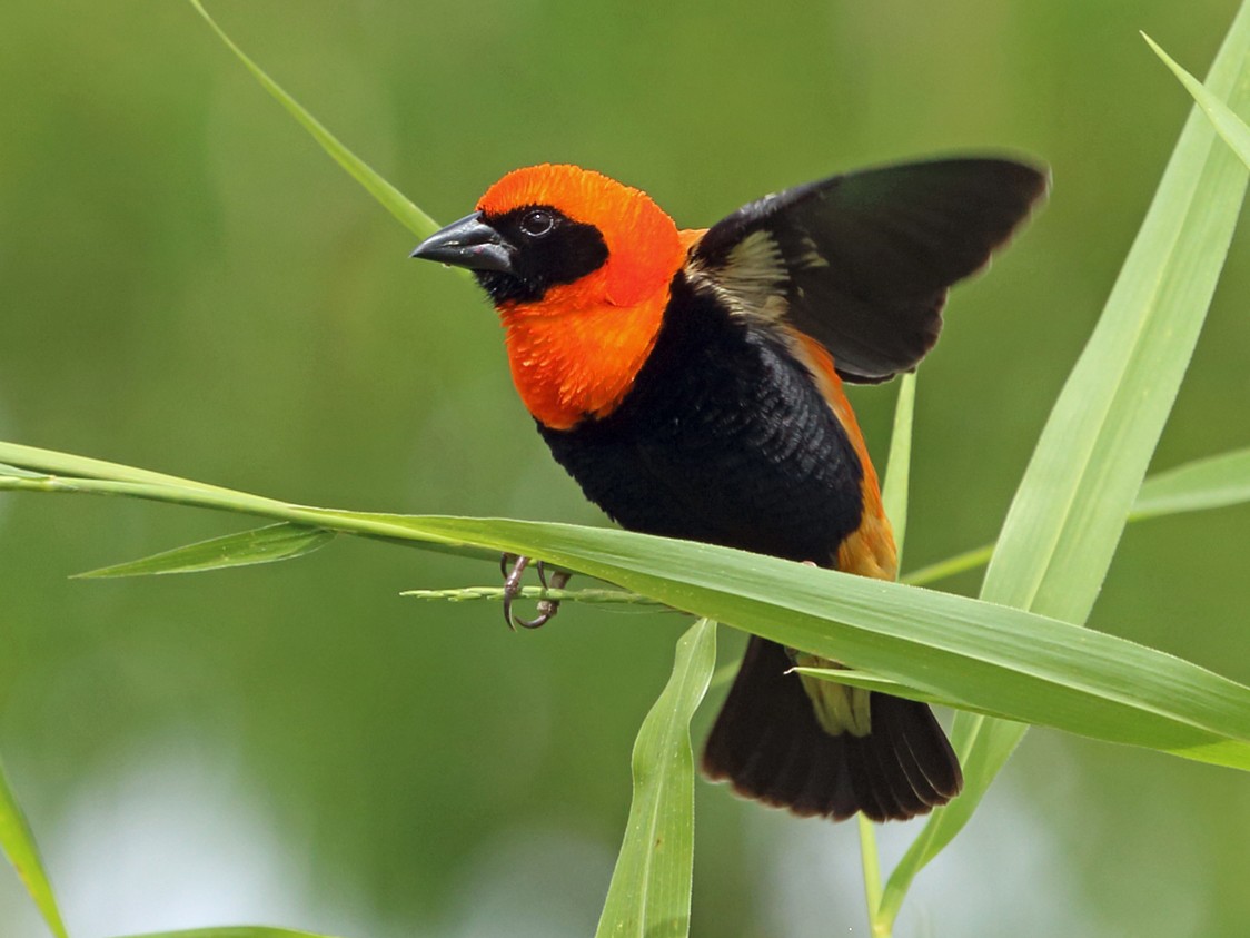 Black-winged Bishop - Nigel Voaden