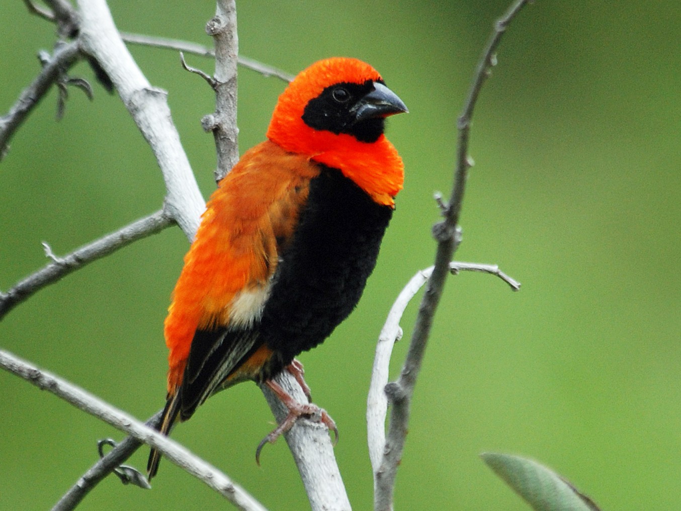 Black-winged Bishop - Nigel Voaden