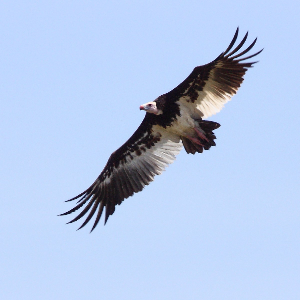 White-headed Vulture - ML239362751