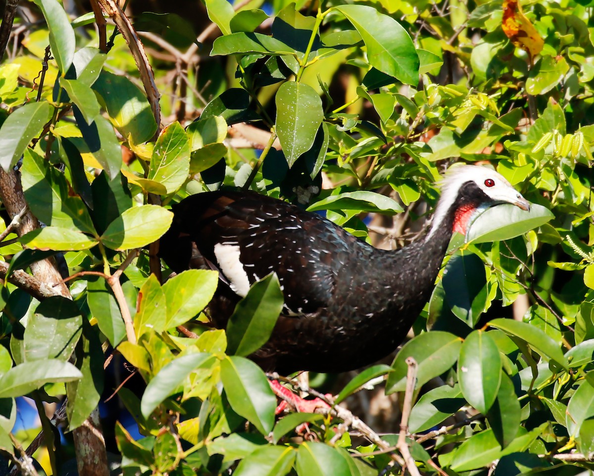 Red-throated Piping-Guan - olivia graves