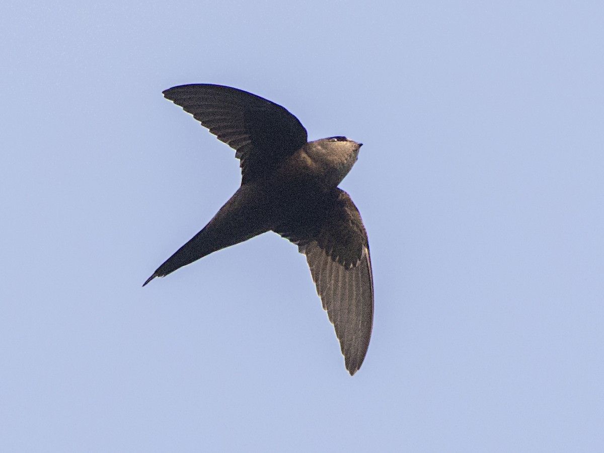 Scarce Swift - Schoutedenapus Myoptilus - Birds Of The World