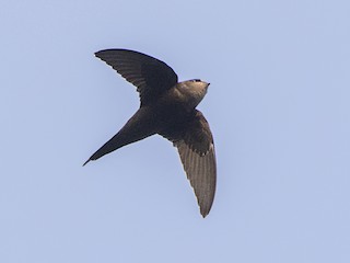  - Scarce Swift