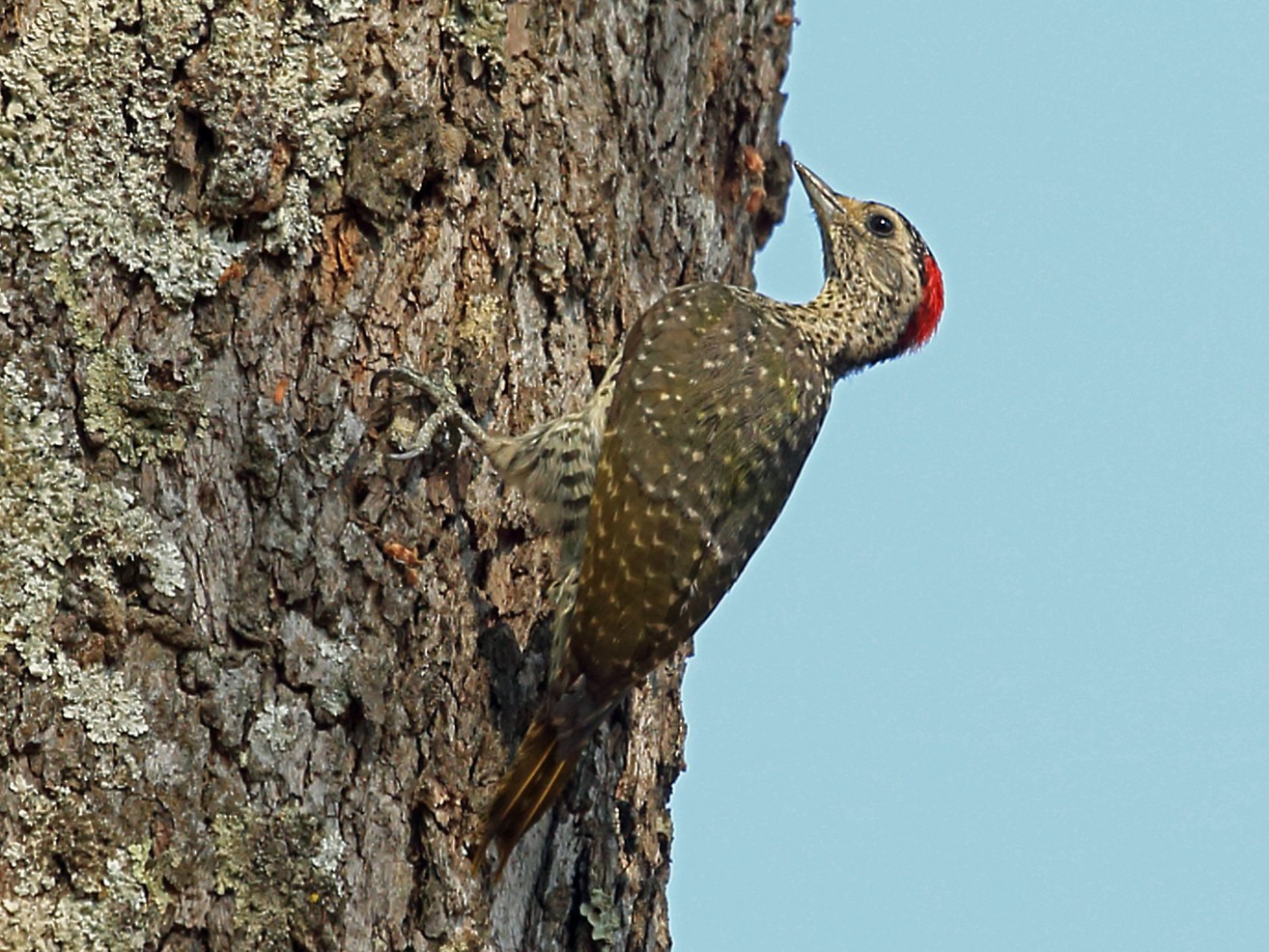 Green-backed Woodpecker - Nigel Voaden