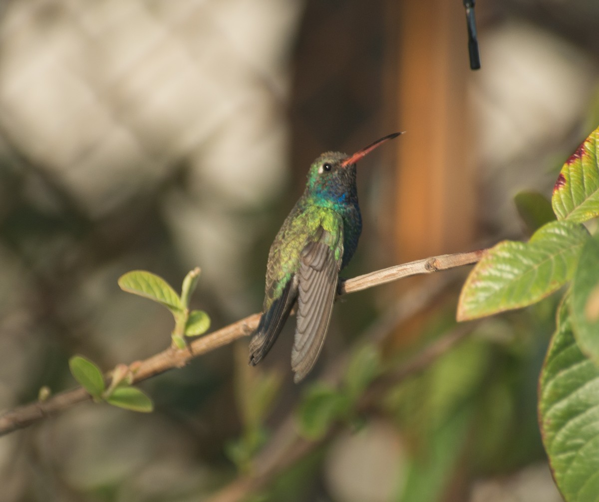 Broad-billed Hummingbird - Osvel Hinojosa Huerta