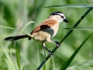  - Marsh Tchagra (Anchieta's)