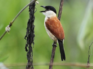  - Marsh Tchagra (Anchieta's)