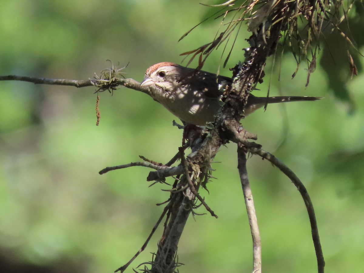 Rufous-crowned Sparrow - Richard Kaskan