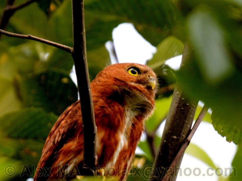 Costa Rican Pygmy-Owl - Alex Molina