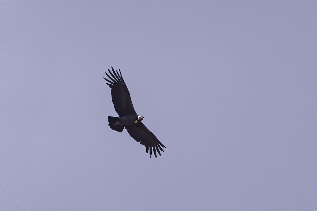 Andean Condor - Peter Hawrylyshyn