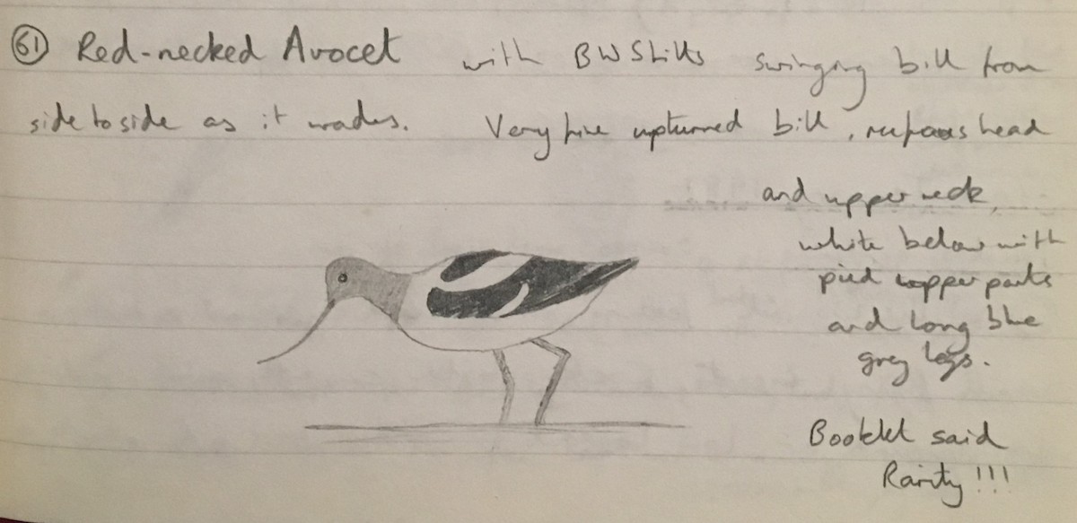 Red-necked Avocet - Andy Parkes