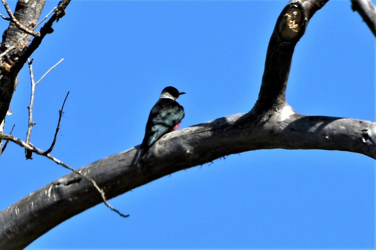 Lewis's Woodpecker - Foster Fanning