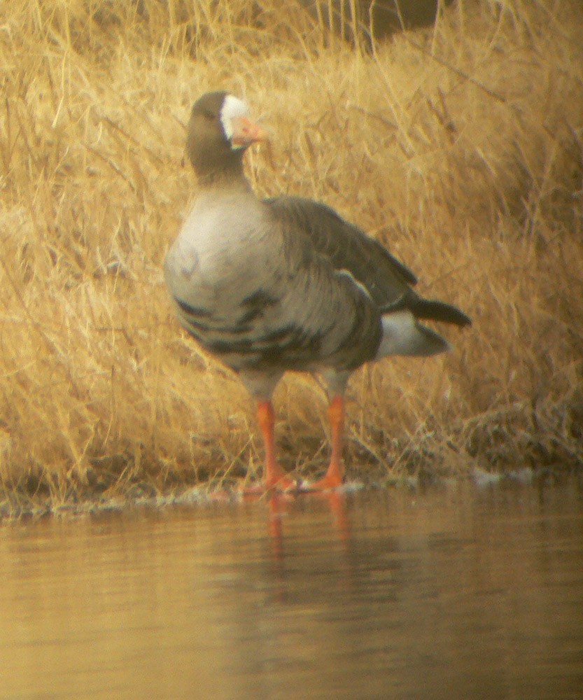 Greater White-fronted Goose - ML23937411