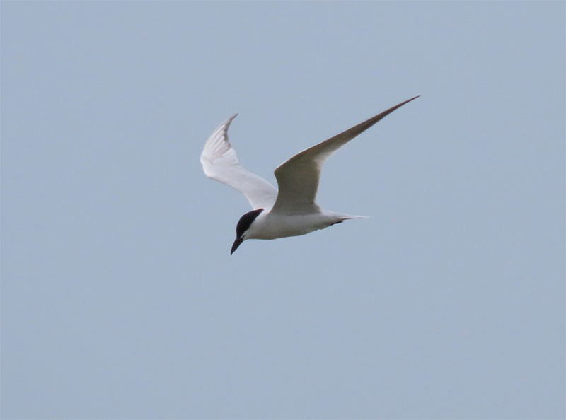 Gull-billed Tern - Karen Lebing