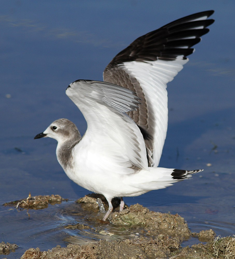 Sabine's Gull - Bill Maynard