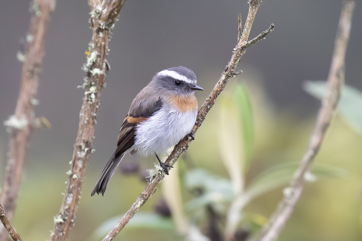 Rufous-breasted Chat-Tyrant - ML239380211