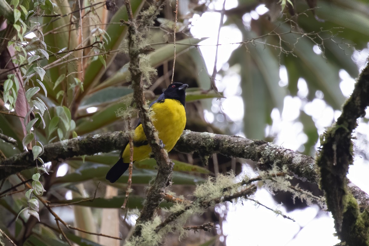 Hooded Mountain Tanager - ML239381851