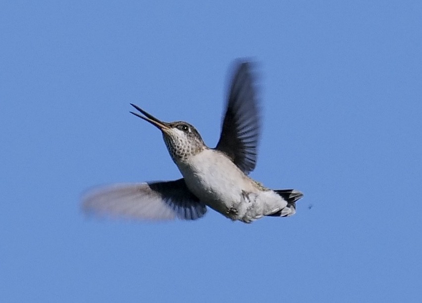 Black-chinned Hummingbird - Jeff Osborne