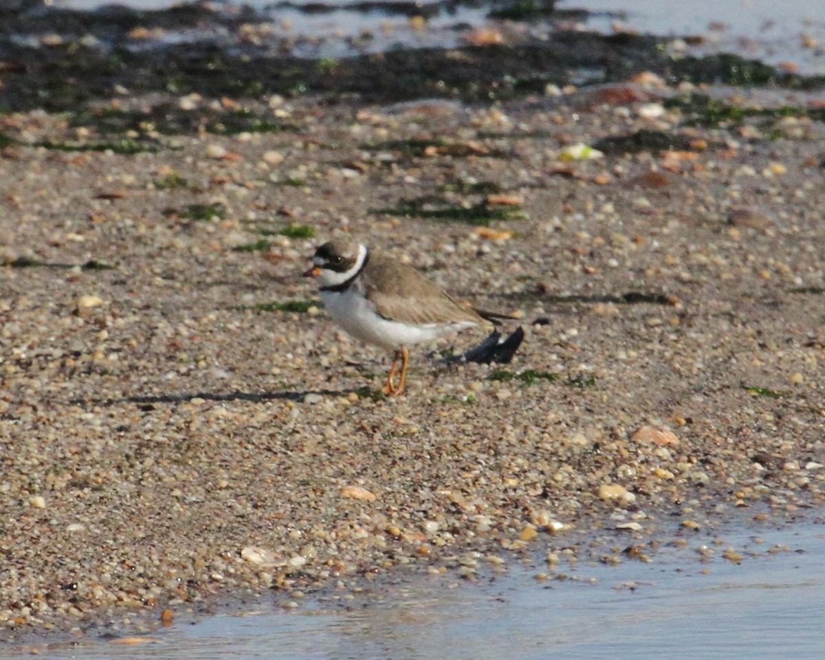Semipalmated Plover - ML239385561